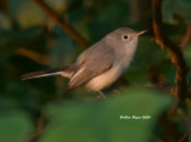 Blue-gray Gnatcatcher in Hopewell, VA