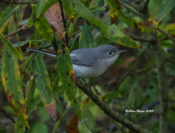 Blue-gray Gnatcatcher in Prince George County, VA