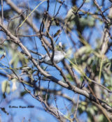 Blue-gray Gnatcatcher in Charles City County, VA