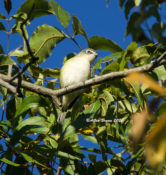 Blue-headed Vireo in Hopewell, VA