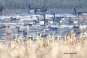 Cackling Geese in Prince George County, VA