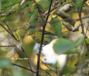 Cape May Warbler in Hopewell, VA