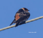 Cave Swallow in Prince George County, VA