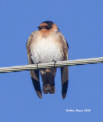 Cave Swallow in Prince George County, VA