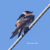 Cave Swallow in Prince George County, VA