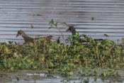 Common Gallinule in Charles City County, VA