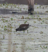 Common Gallinule in Charles City, VA