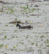 Common Gallinule in Charles City, VA