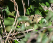 Common Yellowthroat in the City of Hopewell, VA