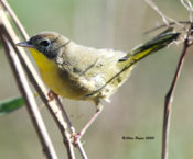 Immature male Common Yellowthroat in Charles City County, VA