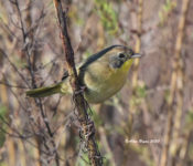 Common Yellowthroat in Charles City County, VA