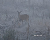 White-tailed Deer in shroud of fog, Prince George County, VA