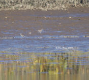 Poor photo of Dunlin, Least Sandpiper and Killdeer