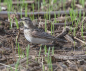 Horned Lark in King William County, VA