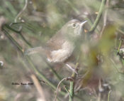 One of several House Wrens in Prince George and Charles City Counties, VA