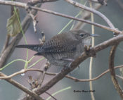 House Wren in West Point, VA