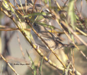 House Wren in Prince George County, VA