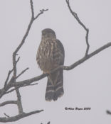 Merlin in the "Pocket" area of King William County, VA