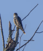 One of two Merlins in Prince George County, VA. today