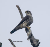 Merlin with American Goldfinch in Hopewell, VA