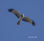 Immature male Northern Harrier in Charles City County, VA