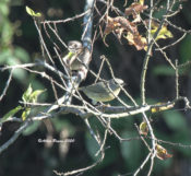 Orange-crowned Warbler in Charles City County, VA