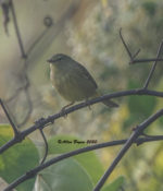 Continuing Orange-crowned Warbler in Hopewell, VA