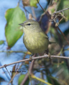 Orange-crowned Warbler in Charles City County, VA