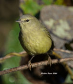 Orange-crowned Warbler in Hopewell, VA