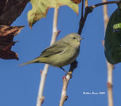 Orange-crowned Warbler in Charles City County, VA