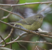 Orange-crowned Warbler in Hopewell, VA