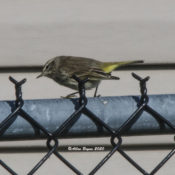 Palm Warbler in Charles City County, VA