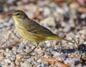 Palm Warbler (yellow) in Charles City County, VA