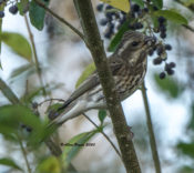 Purple Finch foraging in Prince George County, VA