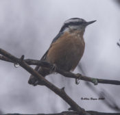 Red-breasted Nuthatch in West Point, VA