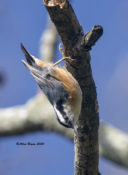 Red-breasted Nuthatch in Charles City County, VA