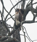 Northern Red-tailed Hawk in eastern Henrico County, VA