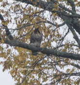 Continuing Northern Red-tailed Hawk in Charles City County, VA