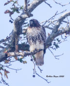 Red-tailed Hawk (abieticola) in Charles City County, VA