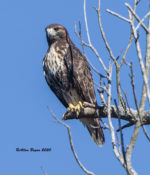 Red-tailed Hawk (abieticola) in Charles City County, VA