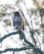 Red-tailed Hawk (abieticola) in eastern Henrico County, VA