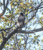 One of two continuing Red-tailed Hawks (abieticola) in Charles City County, VA