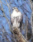 Immature Red-tailed Hawk (borealis) in Charles City County, VA