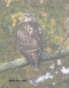 Immature Red-tailed Hawk (borealis) in Charles City County, VA