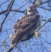 Immature Red-tailed Hawk (borealis) in Charles City County, VA