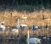 Ross's Goose in Prince George County, VA