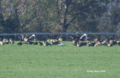 Ross's Goose at Riverside Turf Farm, Charles City County, VA