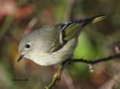 Ruby-crowned Kinglet eyeing me