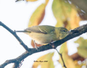 Tennessee Warbler in West Point, VA