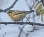 Tennessee Warbler in West Point, VA